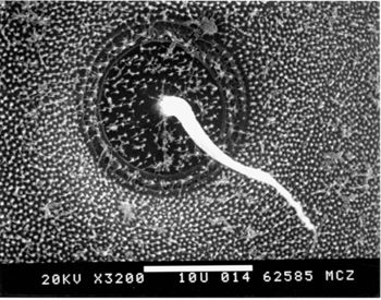 Media type: image; Herpetology R-151502